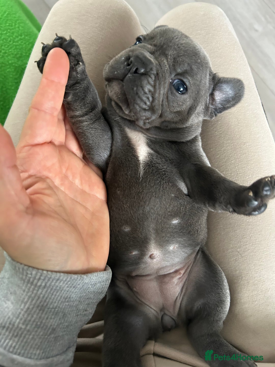 French Bulldog dogs for sale: Solid Blue French Bulldog female puppies - Image 16