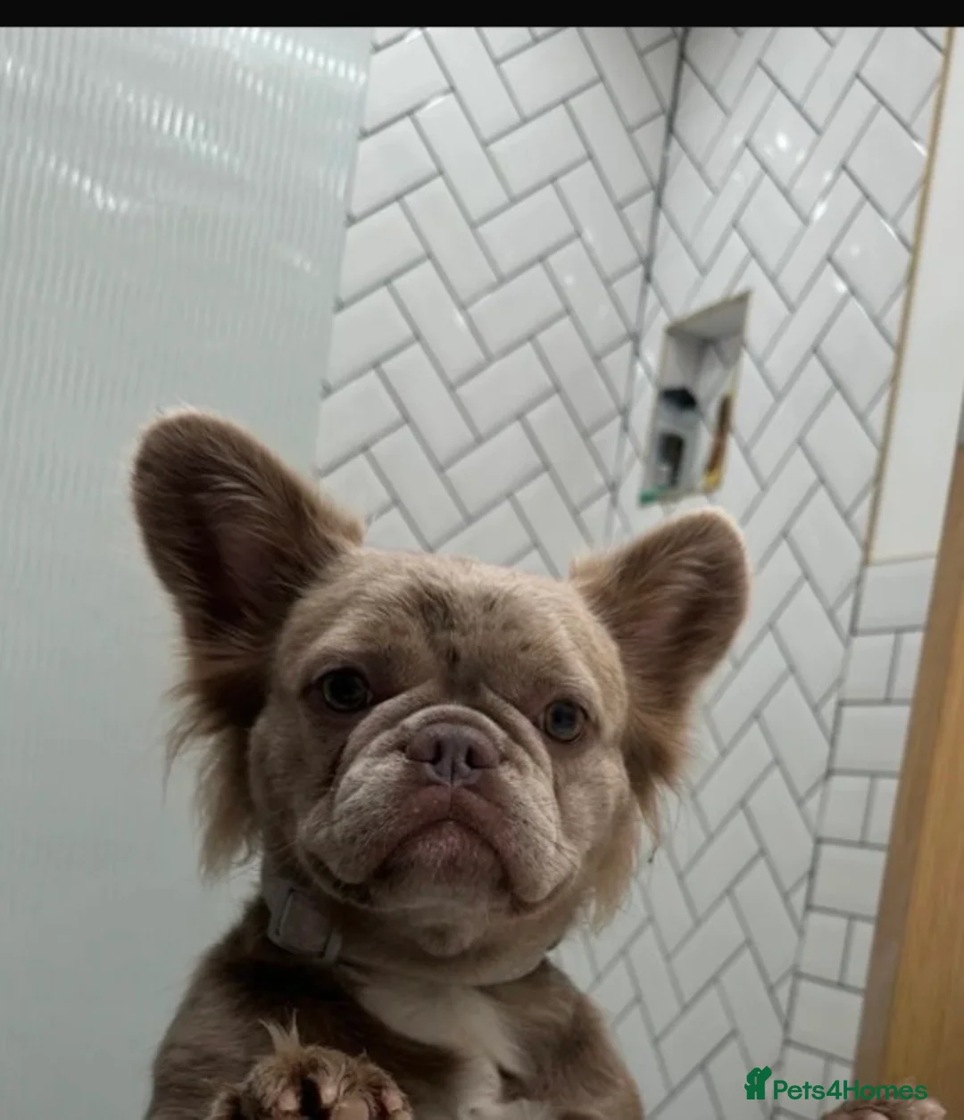 French Bulldog dogs for sale: Visual Fluffy !kc reg maskless french bulldogs  - Advert 7