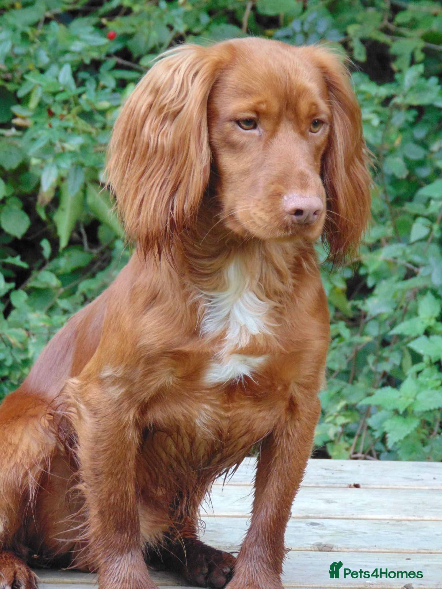 Cocker Spaniel dogs Working Cocker.DNA clear FN,PRA,AMS,PP.Dorset - Advert 1