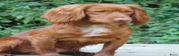 Cocker Spaniel dogs for stud: Working Cocker.DNA clear FN,PRA,AMS,PP.Dorset - Advert 1