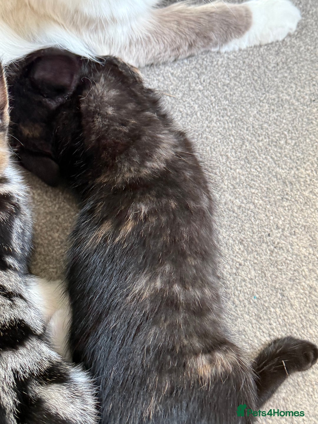 RagaMuffin cats for sale: Ragamuffin kittens  - Image 18
