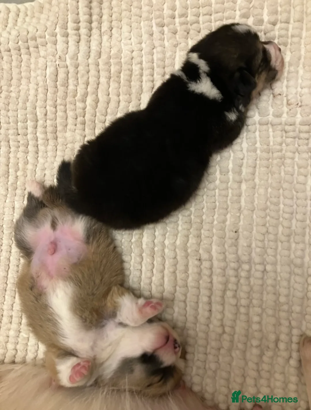 Welsh Corgi Pembroke dogs for sale: KC registered boys - Advert 2