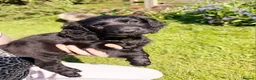 Cockapoo dogs for sale: Stunning Cockapoo Puppies  - Advert 15