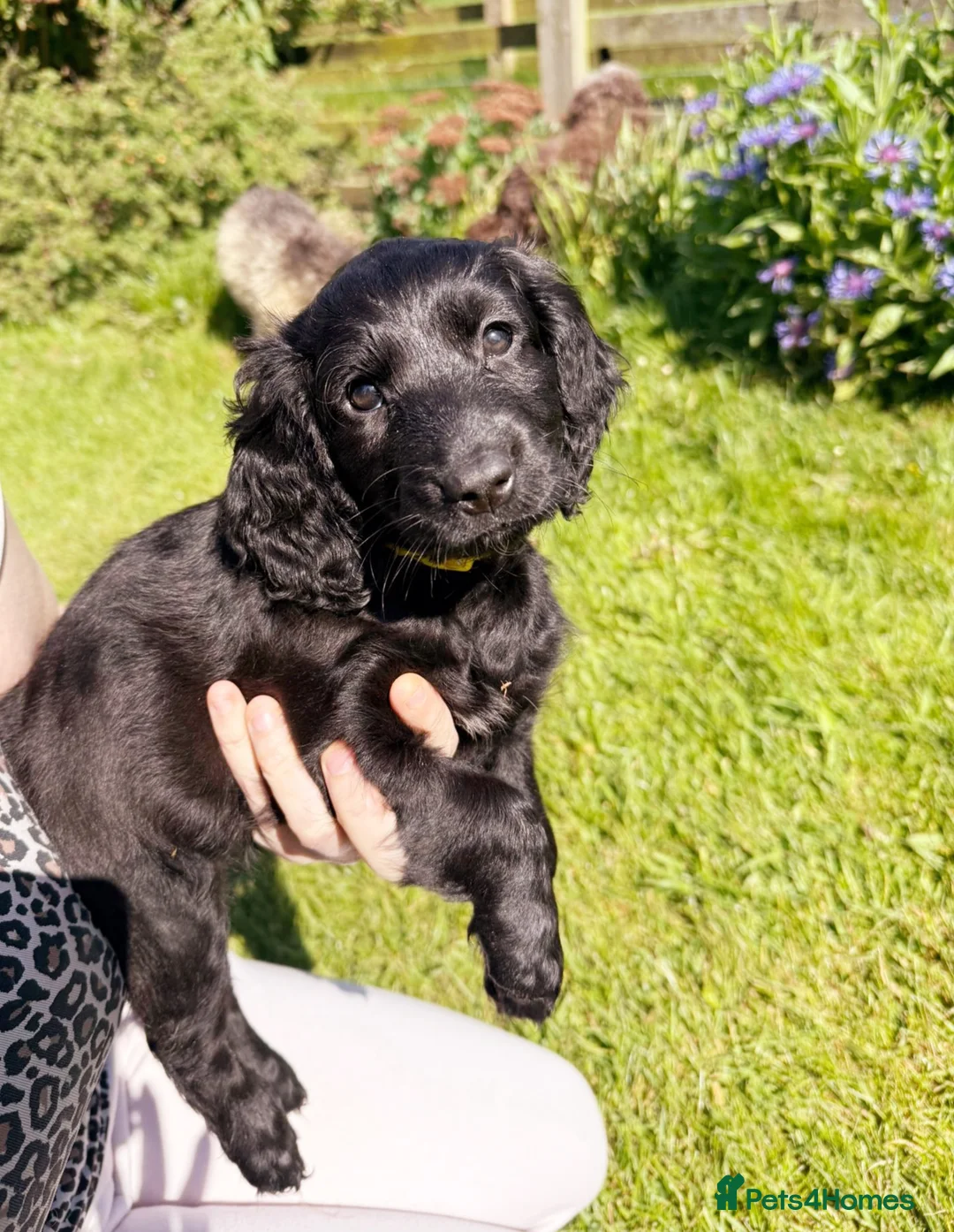 Cockapoo dogs for sale: Stunning Cockapoo Puppies  - Advert 15