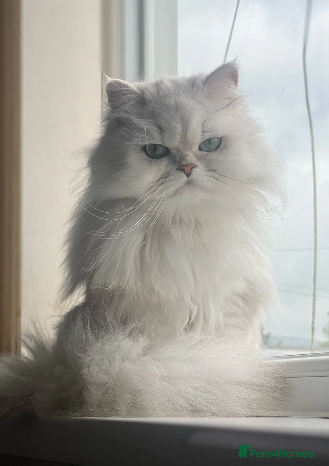 Persian cats for sale: Beautiful Silver Tipped Persian Chinchilla Girl in Leeds - Advert 5