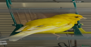 Canaries birds - Advert 14