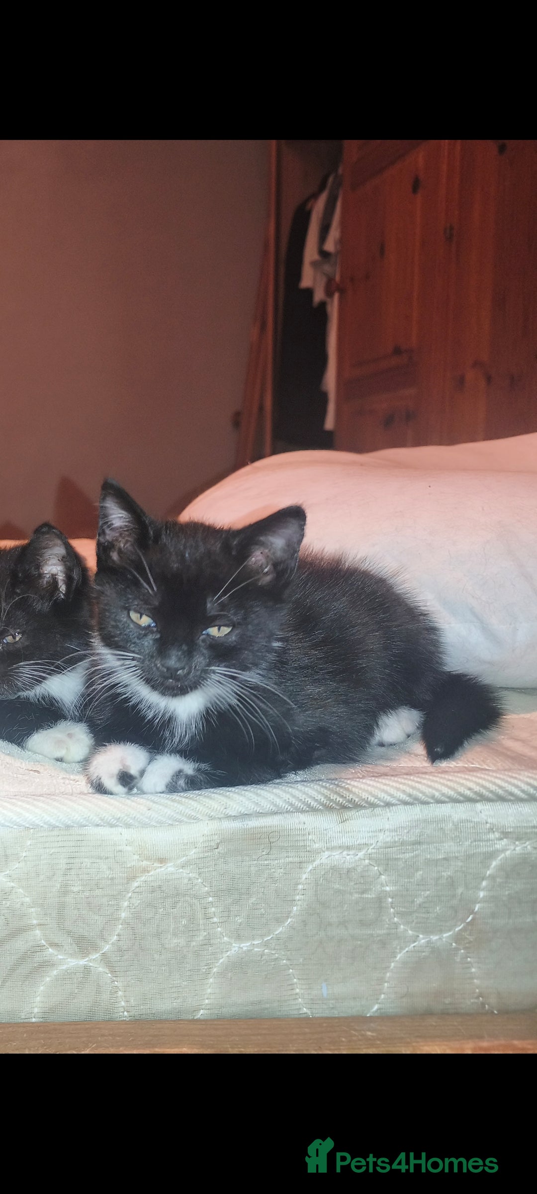 Mixed Breed cats for sale: Three Tuxedo Kittens Looking for Loving Homes - Advert 18