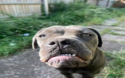 Cane Corso dogs for adoption: Urgently rehoming  in Oxford - Image 4