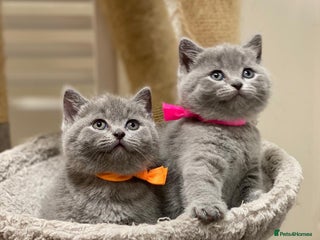 British Shorthair cats ✨British Shorthair Kittens looking for new family✨ - Advert 3