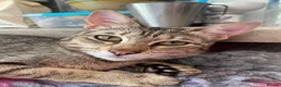 Savannah cats for sale: FULL PEDIGREE SAVANNAH girl KITTEN F5 SBT - Advert 10