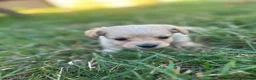 Mixed Breed dogs for sale: Beautiful pomjacks for sale - Advert 13