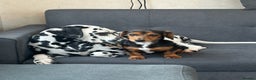 Dalmatian dogs for sale: Dalmatian boys 2 stunning boys left - Advert 7