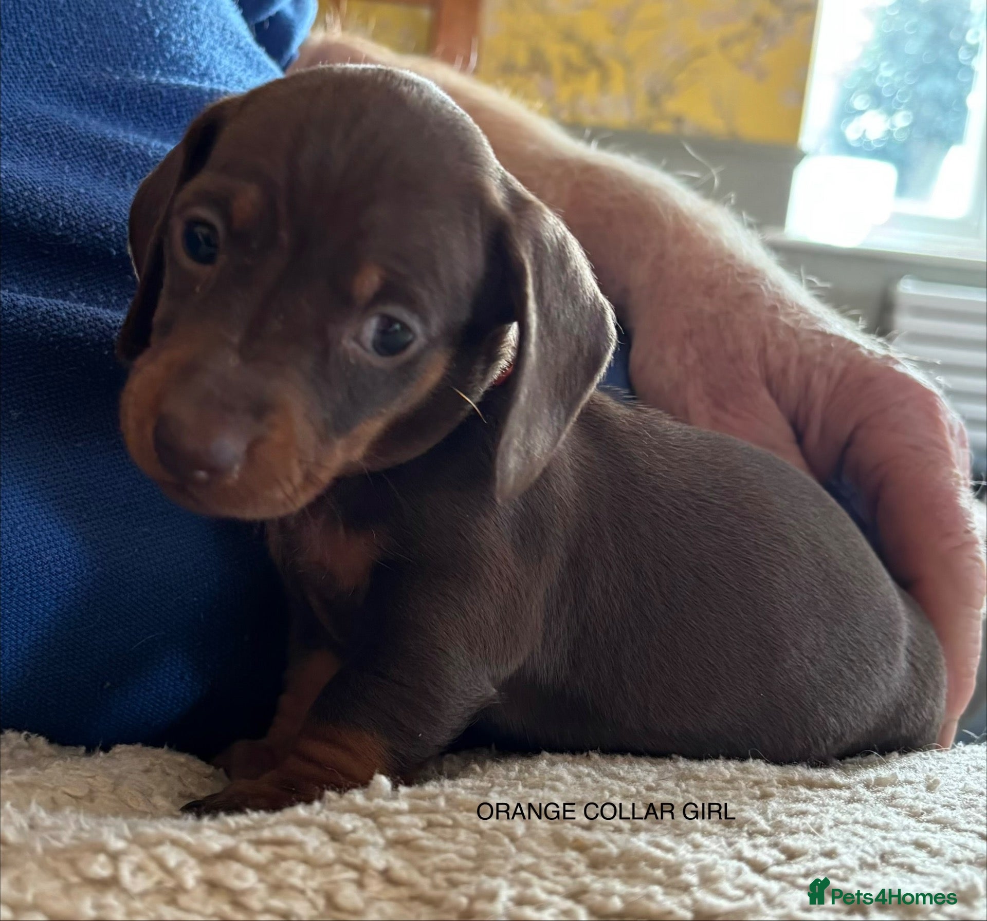 Miniature Dachshund dogs Adorable litter of Miniature Dachshund Puppies - Advert 2