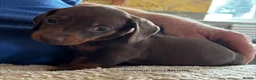 Miniature Dachshund dogs for sale: Adorable litter of Miniature Dachshund Puppies - Advert 23