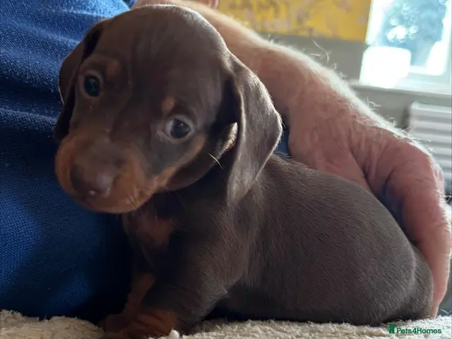 Miniature Dachshund dogs for sale: Adorable litter of Miniature Dachshund Puppies - Advert 12