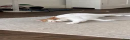 Mixed Breed cats for sale: Male Indoor Cat Needs Rehoming  - Advert 5