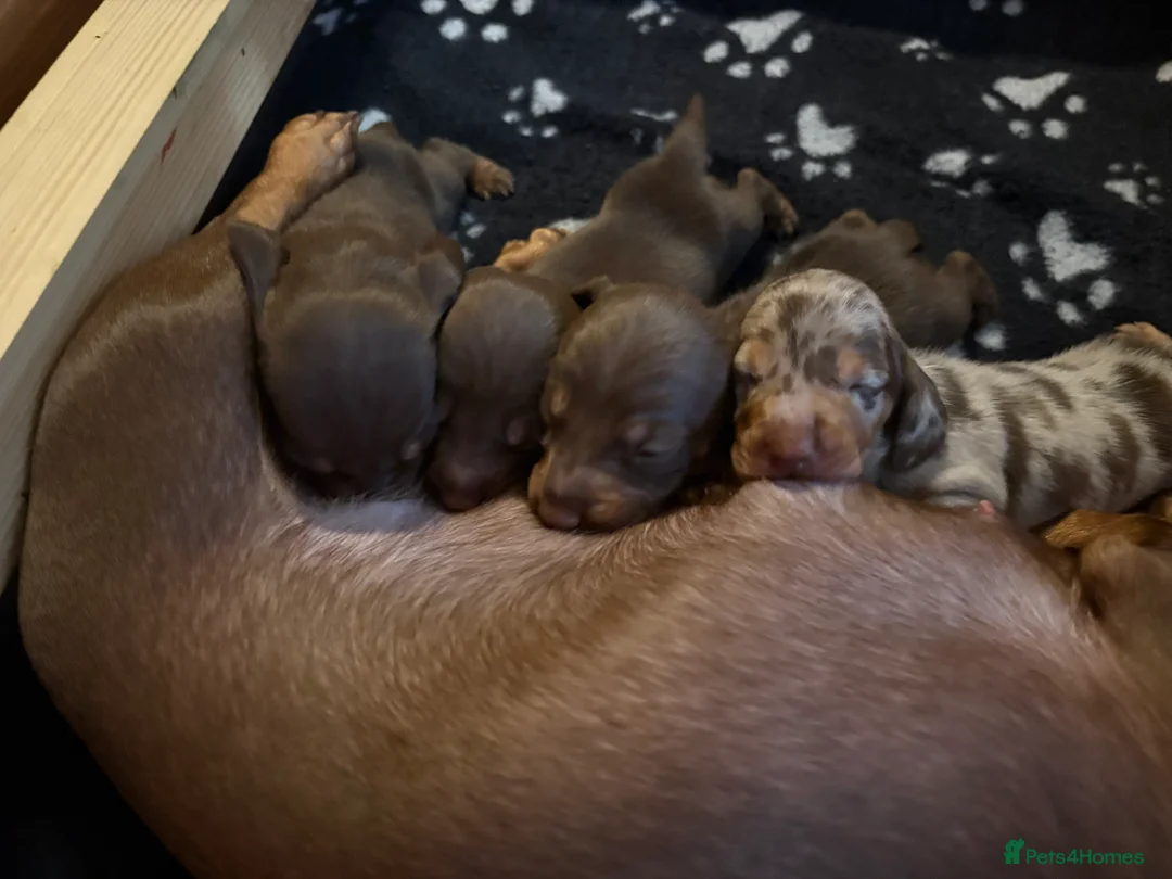 Miniature Dachshund dogs for sale: Miniature dachshund puppies - Advert 10