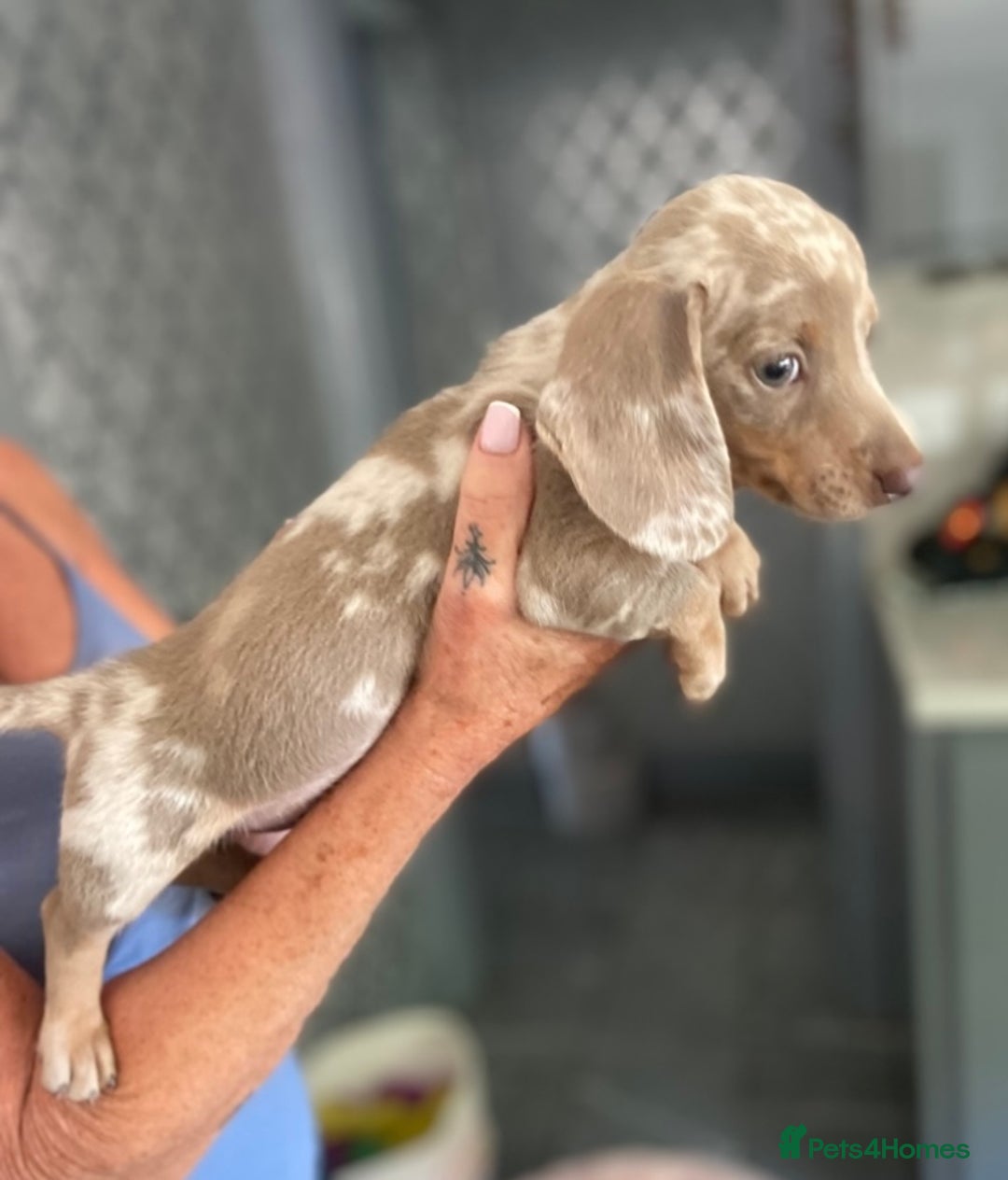Miniature Dachshund dogs for sale: Beautiful mini dashys 💜 - Image 13