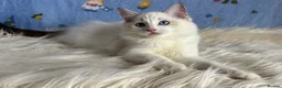 Ragdoll cats for sale: Beautiful Tica Registered Kittens Ragdoll - Advert 31