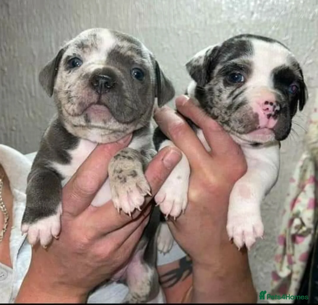 Staffordshire Bull Terrier dogs for stud: Best bloodlines in the UK Holds 20  CHAMPS PROVEN in Swansea - Advert 11