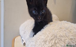 Domestic Shorthair cats for sale: Beautiful cat  - Image 1