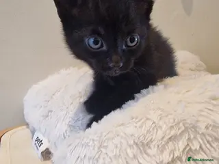 Domestic Shorthair cats Beautiful cat - Advert 24