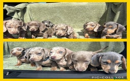 Miniature Dachshund dogs for sale: 1 Boy left  in Porthmadog - Image 1