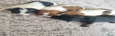 Jack Russell 3