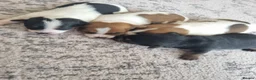 Jack Russell dogs for sale: Jack Russell Pups  - Advert 4