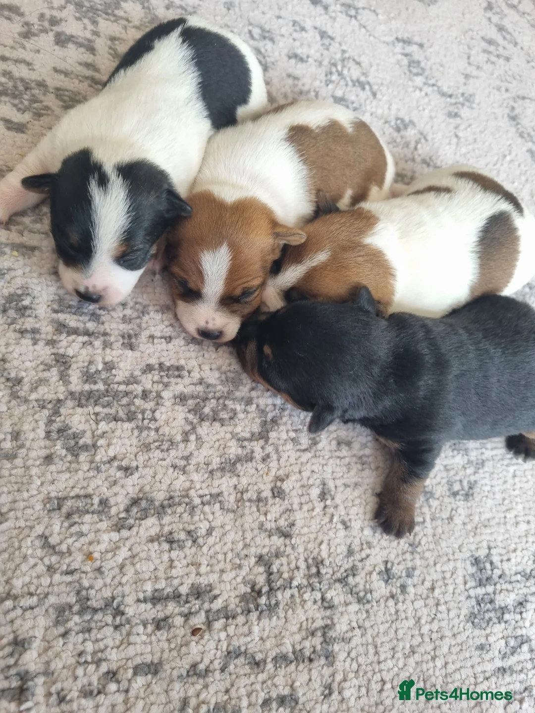 Jack Russell dogs for sale: Jack Russell Pups  - Advert 4