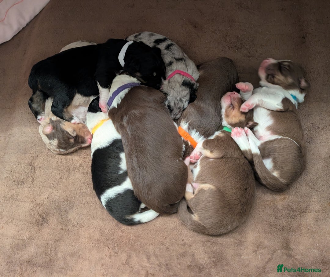 Australian Shepherd dogs for sale: Australian shepherd puppies  - Advert 6