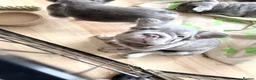 French Bulldog dogs for sale: Stunning litter of french bulldog pups !! - Advert 4