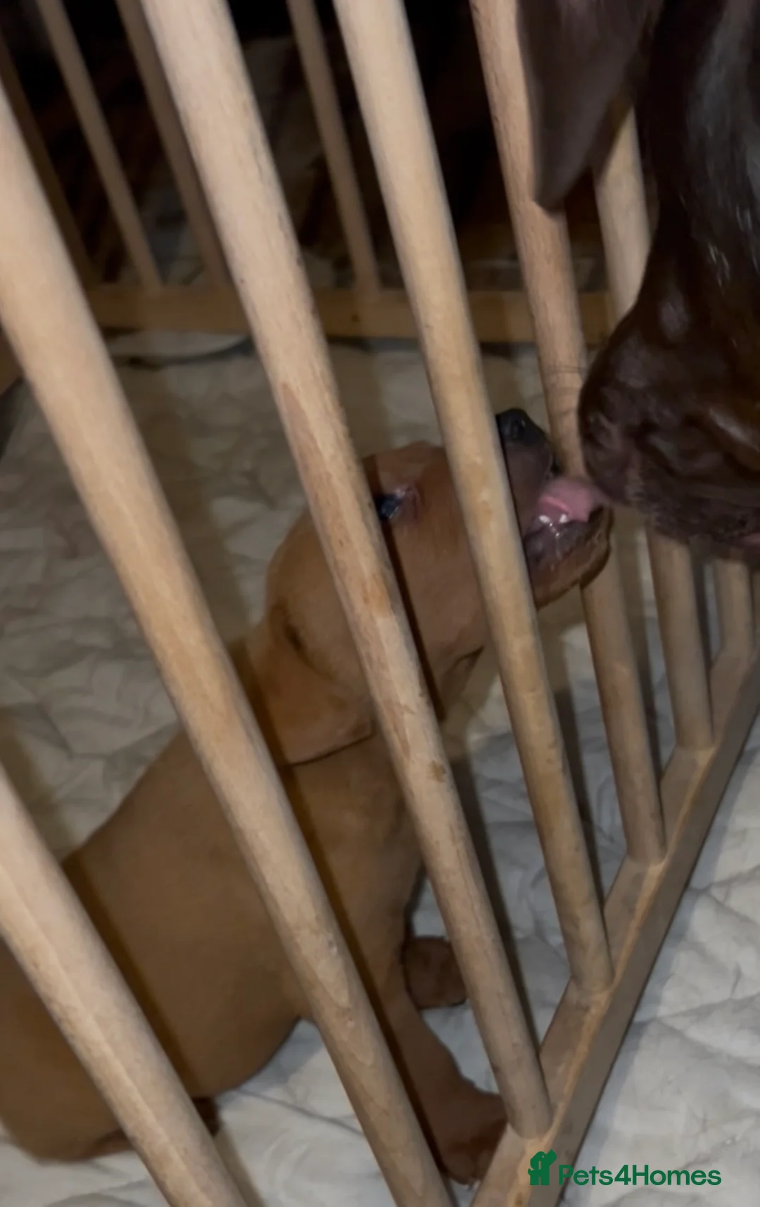 Labrador Retriever dogs for sale: Labrador Puppies - Advert 13