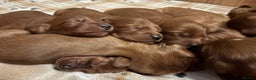 Irish Setter dogs for sale: ❤️🇮🇪Irish setter pups 🇮🇪 ❤️ - Advert 16