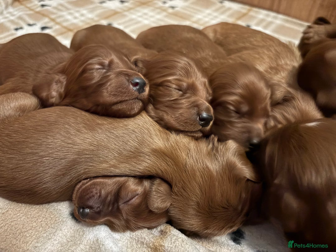 Irish Setter dogs for sale: ❤️🇮🇪Irish setter pups 🇮🇪 ❤️ - Advert 16