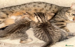 Savannah cats for sale: Beautiful little leopard Savannah  - Advert 14