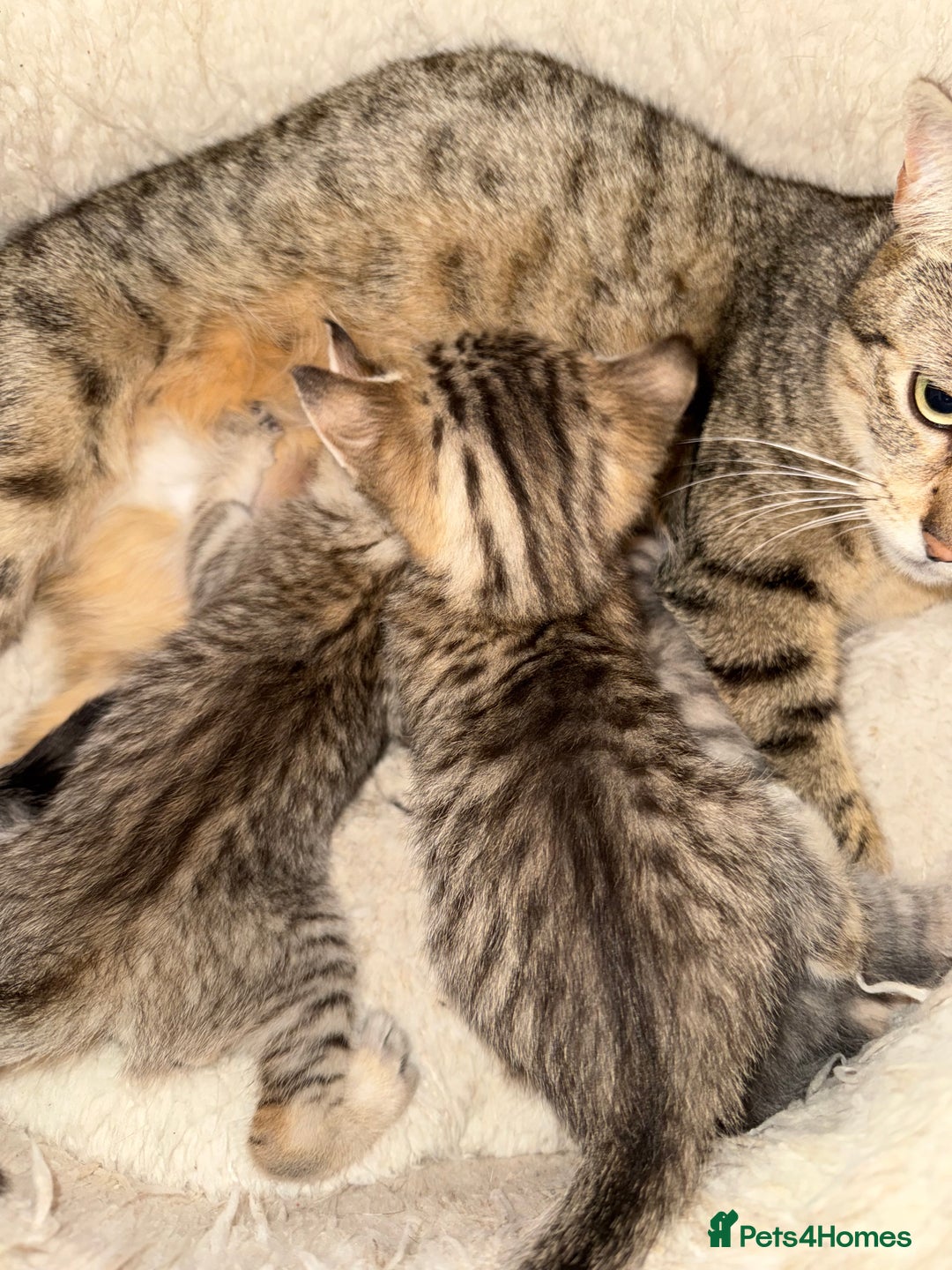 Savannah cats for sale: Beautiful little leopard Savannah  - Advert 14