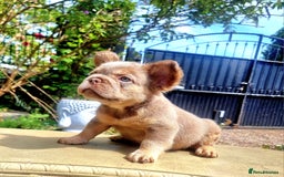 French Bulldog dogs for sale: Beautiful French bulldogs - Image 29