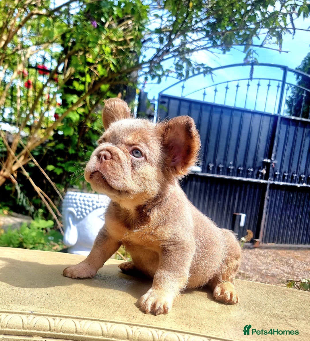 French Bulldog dogs for sale: Beautiful French bulldogs - Image 29