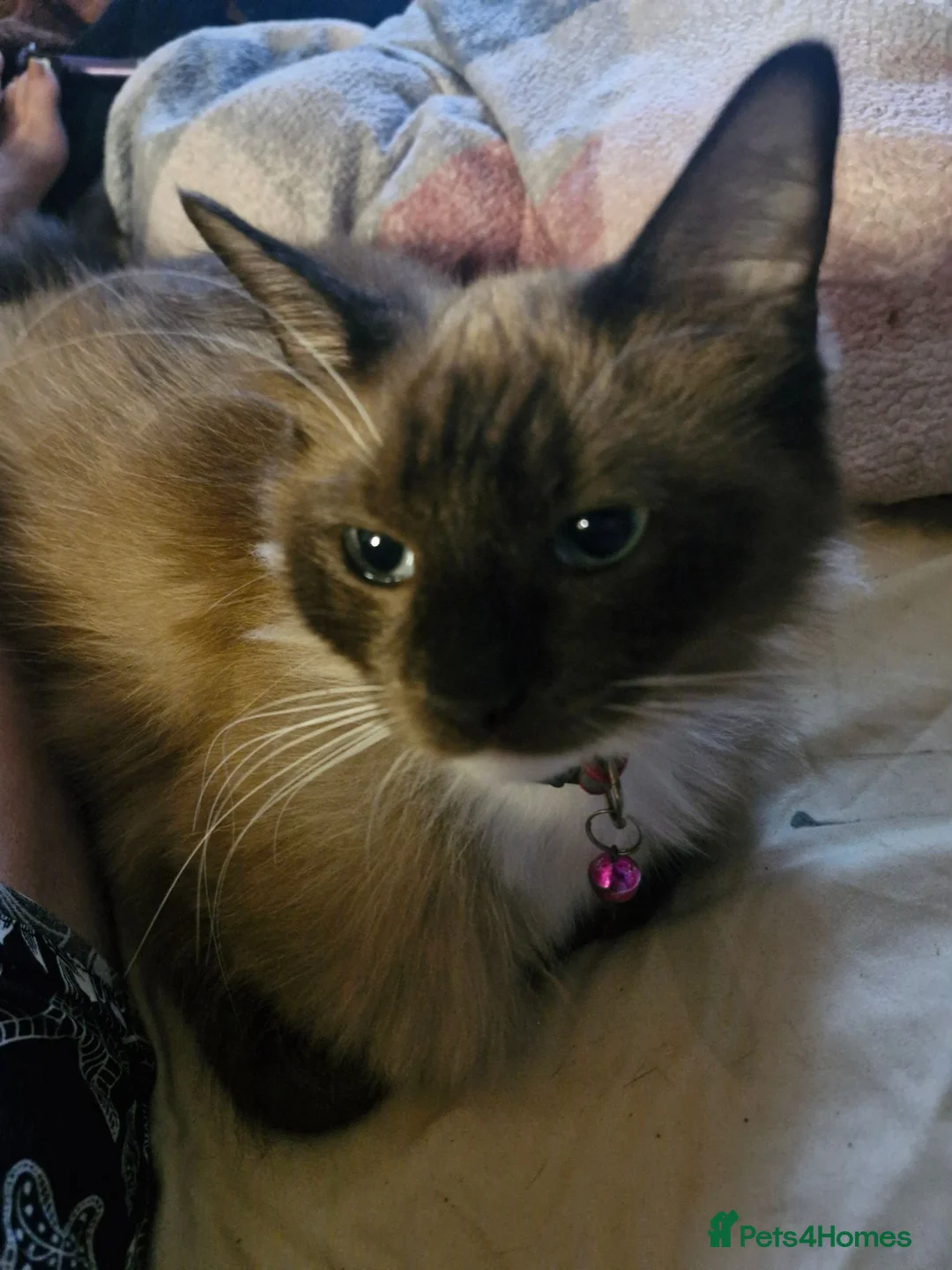 Ragdoll cats for sale: Ragdoll cross  - Advert 9