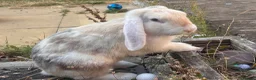 English rabbits for sale: 2x rabbits in Dudley - Advert 2
