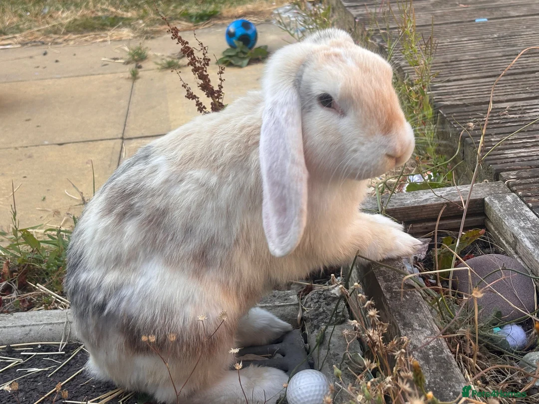 English rabbits for sale: 2x rabbits in Dudley - Advert 2