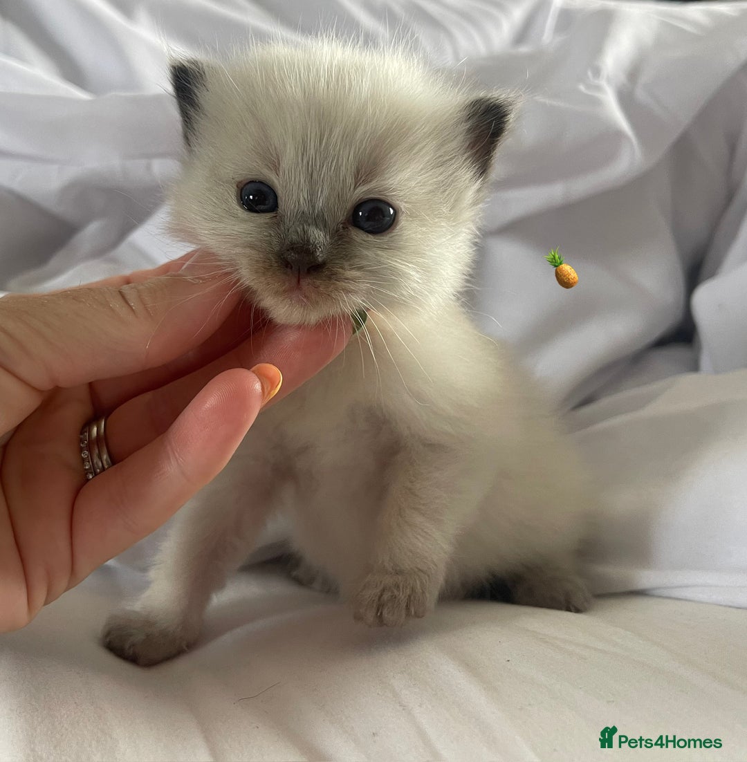 Ragdoll cats for sale: ✨Ragdoll Kittens Available – European Lines ✨ - Image 20
