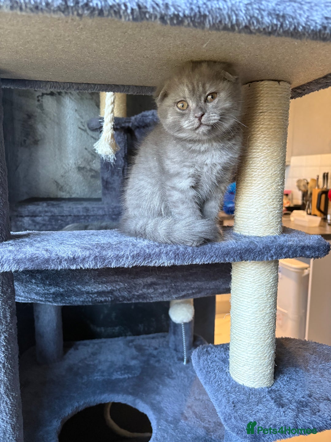 Scottish Fold cats for sale: Scottish Fold kitten - Advert 9