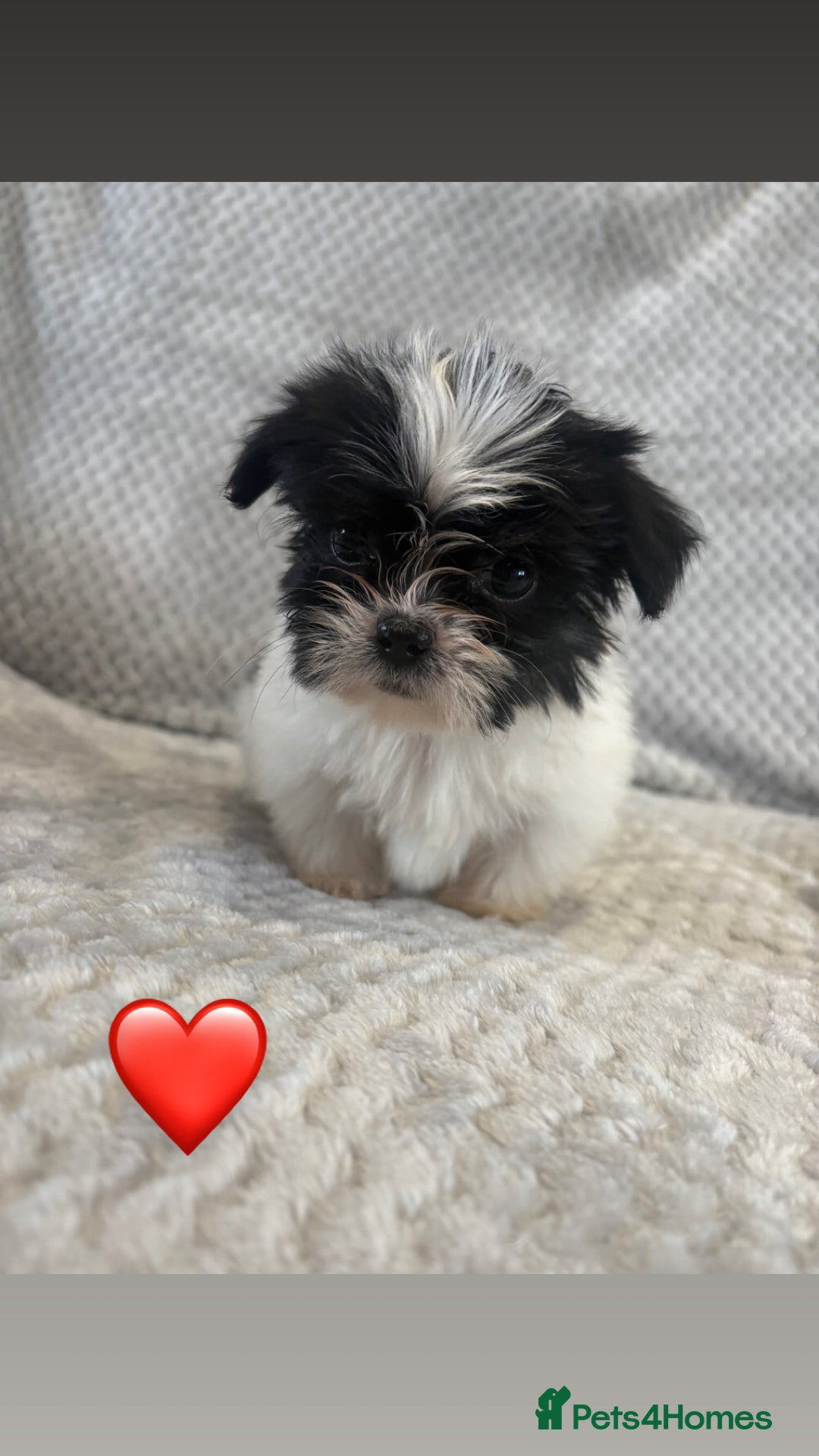 Lhasa Apso dogs for sale: Beautiful Lhasa Apso  - Image 15