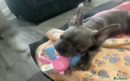 French Bulldog dogs for sale: French bulldog - Image 6
