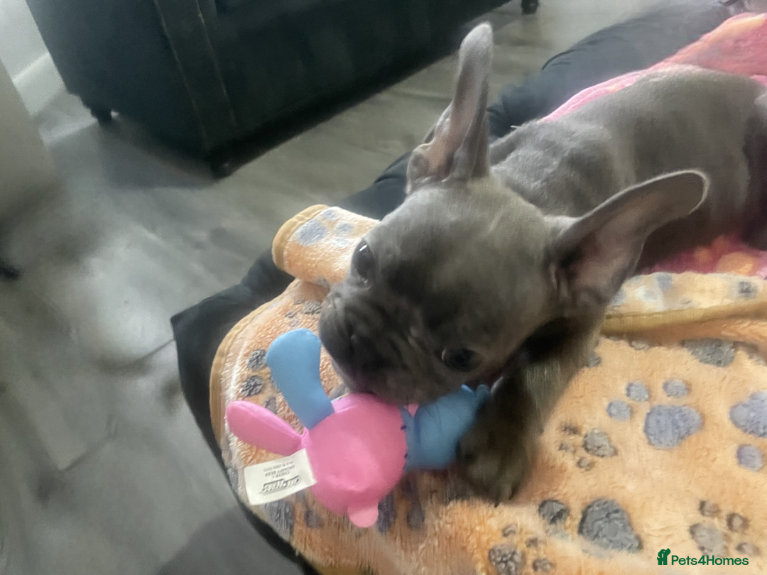 French Bulldog dogs for sale: French bulldog - Image 6