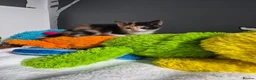 Mixed Breed cats for sale: Kittens - Advert 6