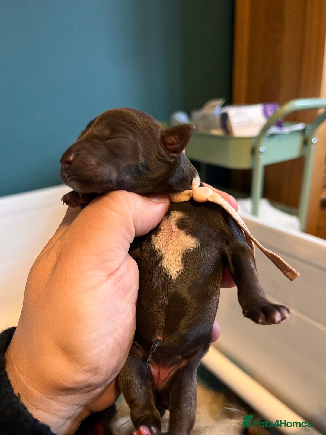 Australian Labradoodle dogs for sale: Home raised, DNA tested, Australian Labradoodles - Image 15