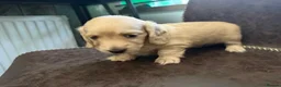 Miniature Dachshund dogs for sale: Exceptional KC Registered Miniature Dachshunds  - Advert 24